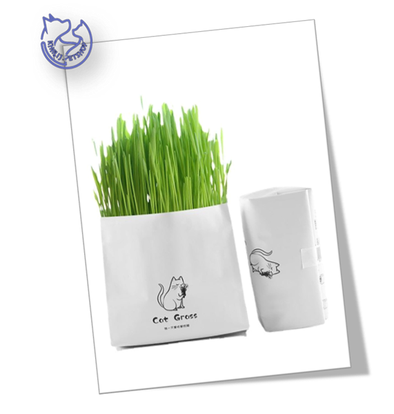 علف گربه cat grass